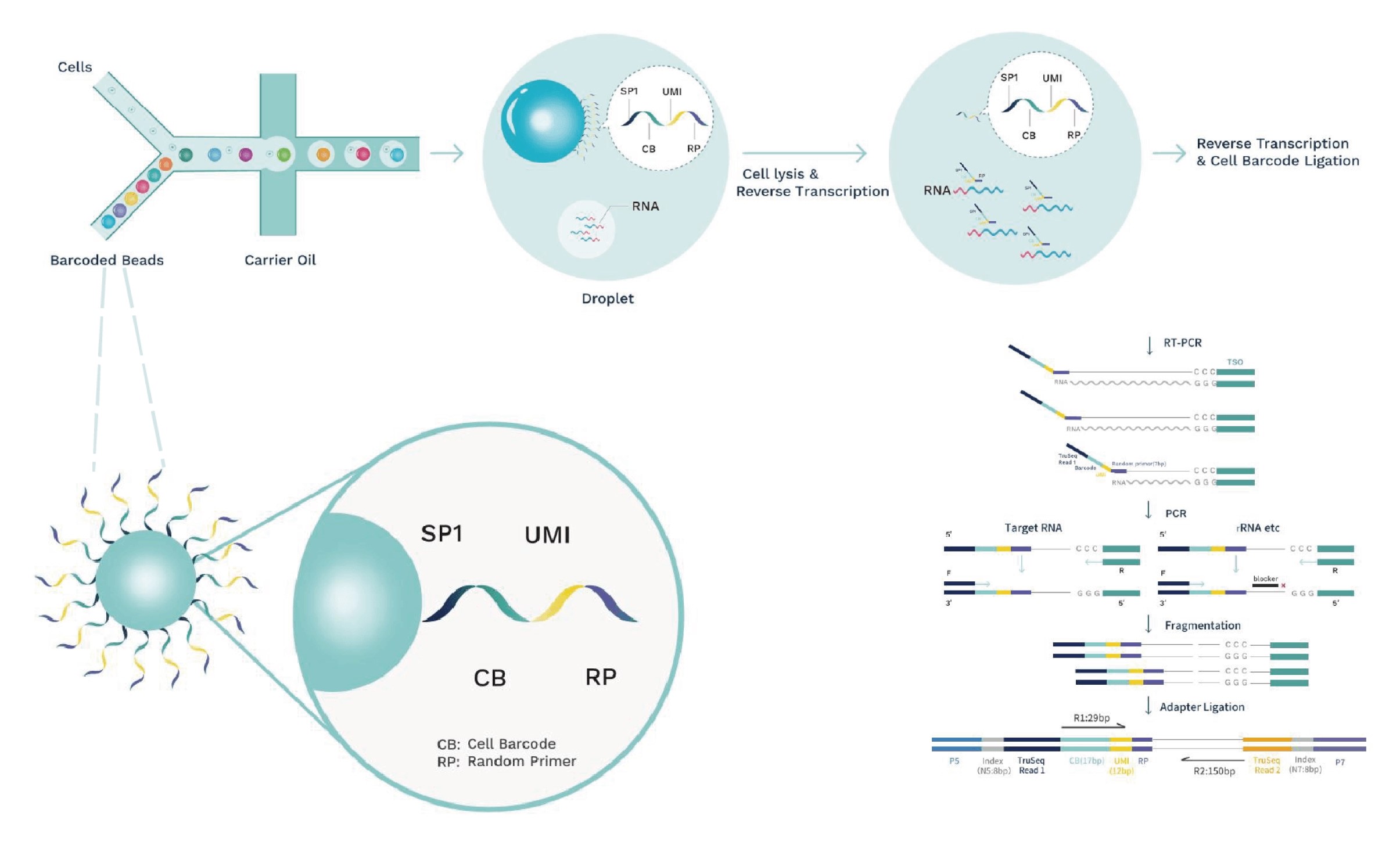 Full Length Single Cell Rna Sequencing Full Length Single Cell Rna Sequencing